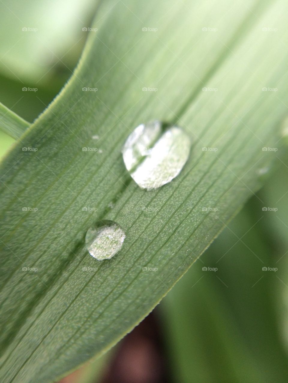 Rain droplets 