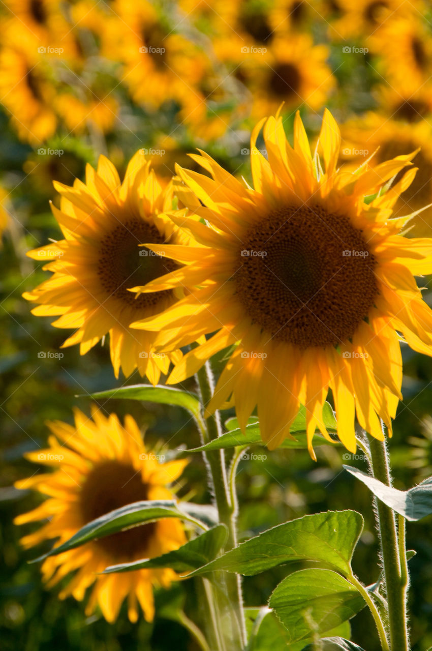 A field of sunflowers on a sunny day in France