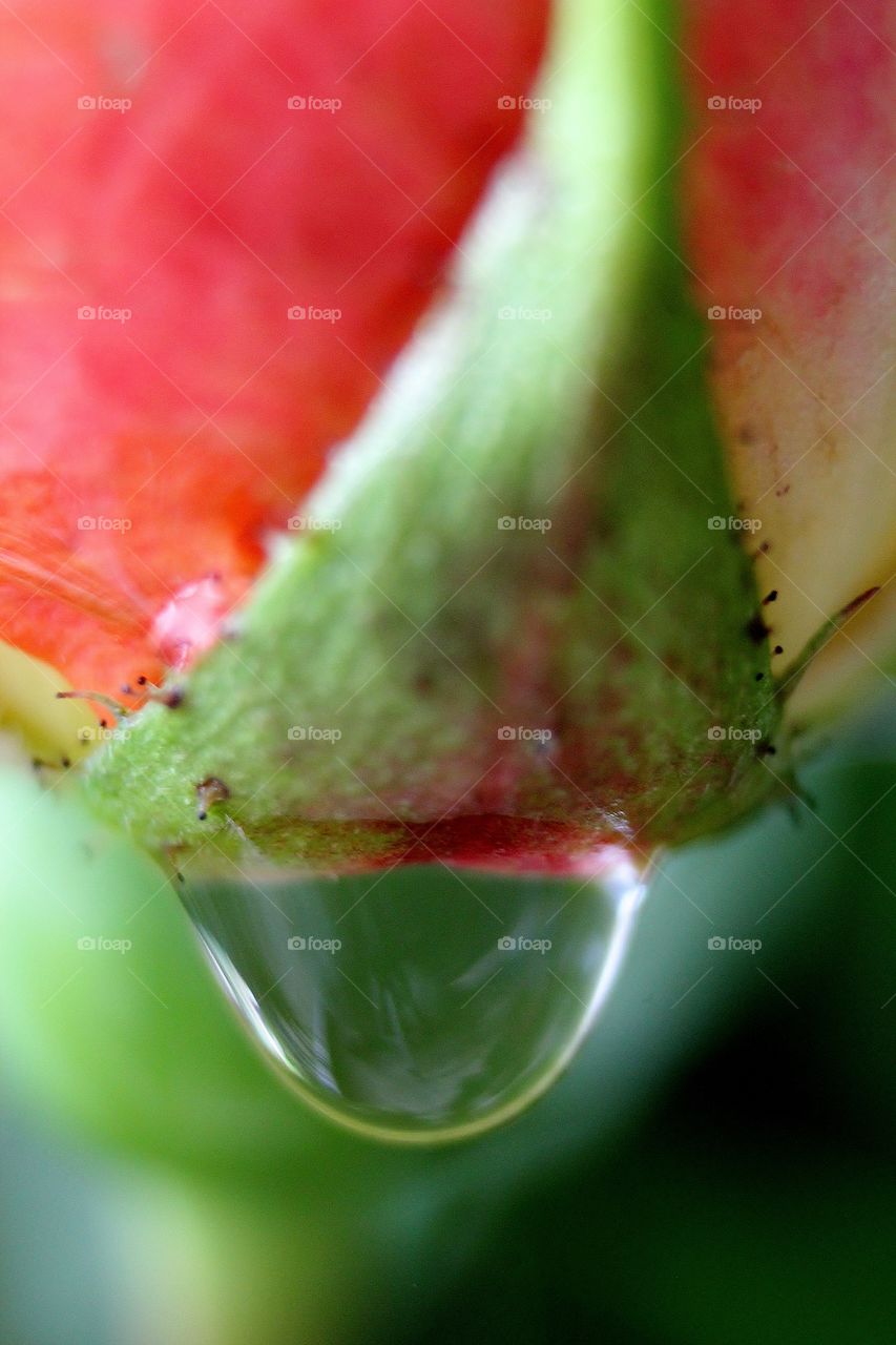 Rose dewdrop