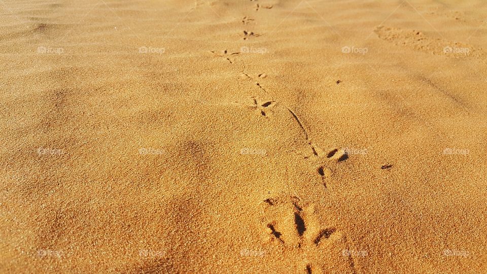 Footprints sand desert