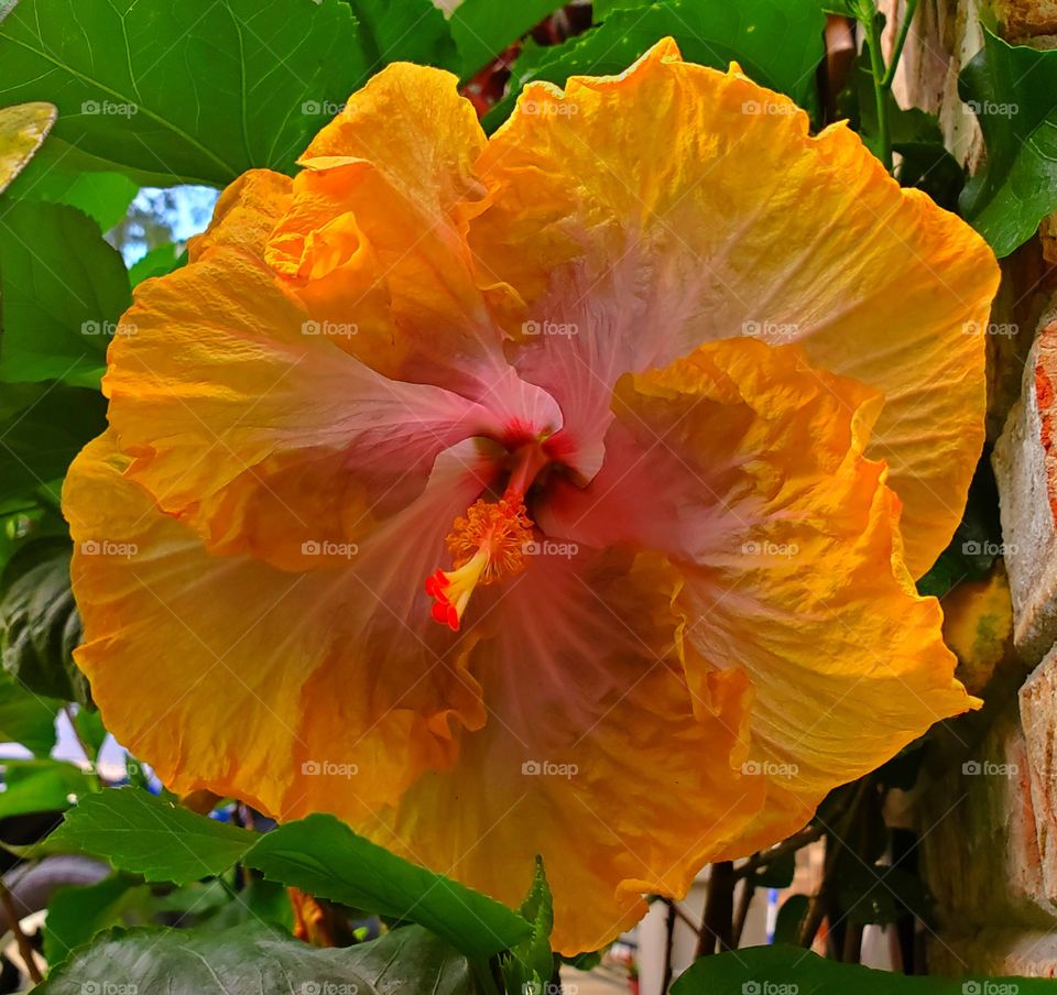 hibiscus