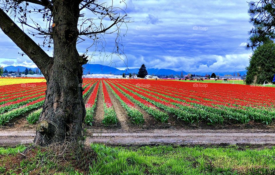 Foap Mission The Colors Of Spring! Brilliant Red Fields Of Tulips,  Springtime In Washington State’s Skagit Valley!