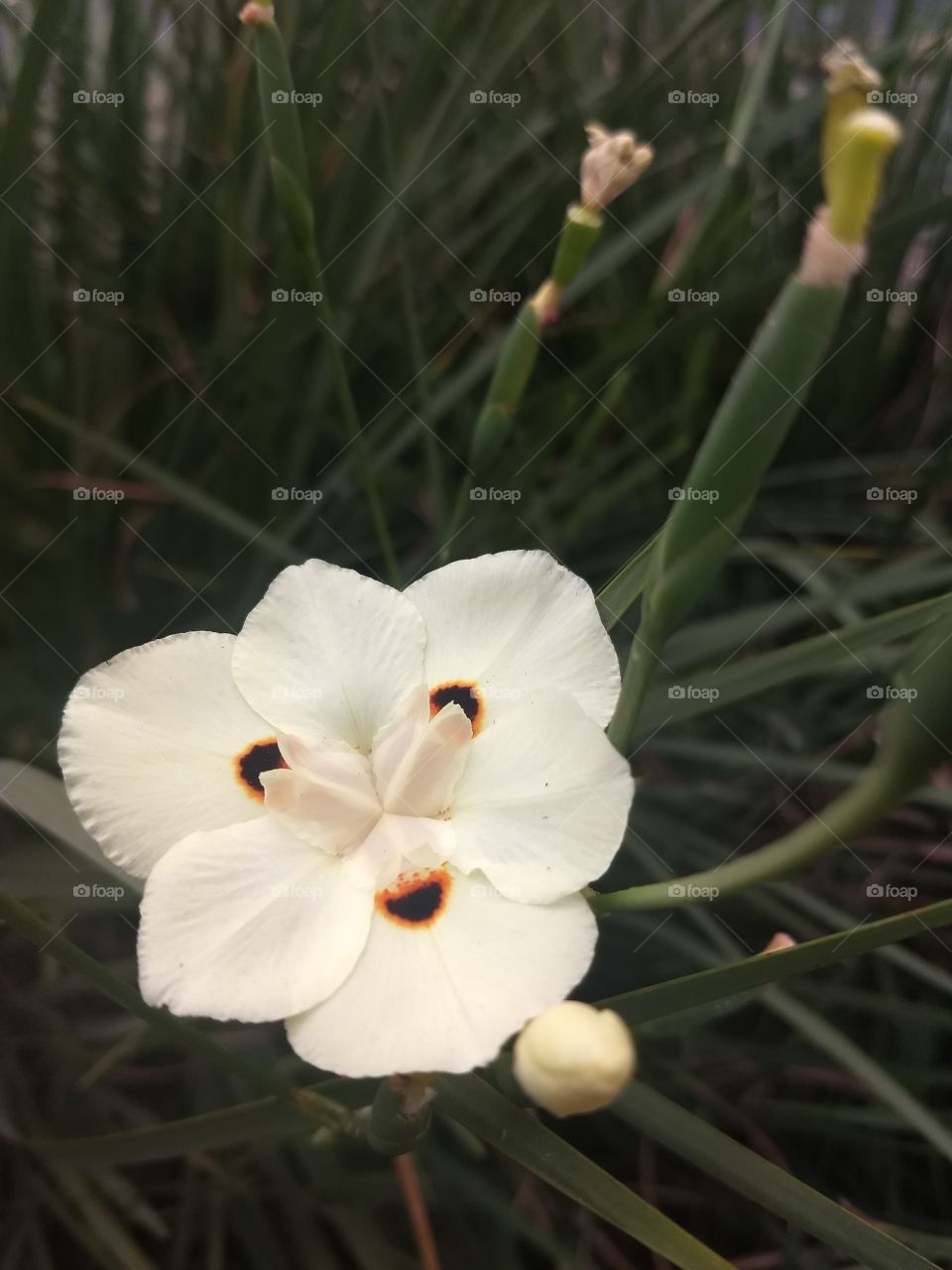 white flower