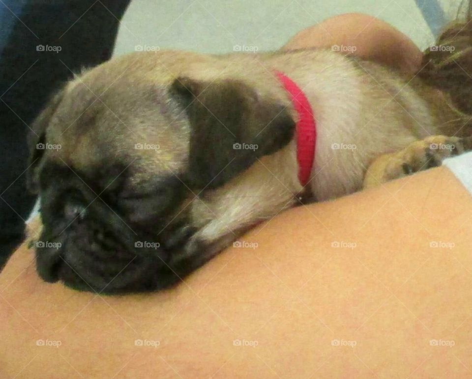 puppy pug