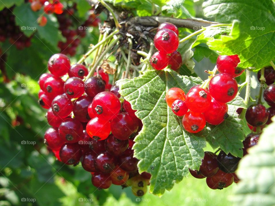 Branch with red currant berries