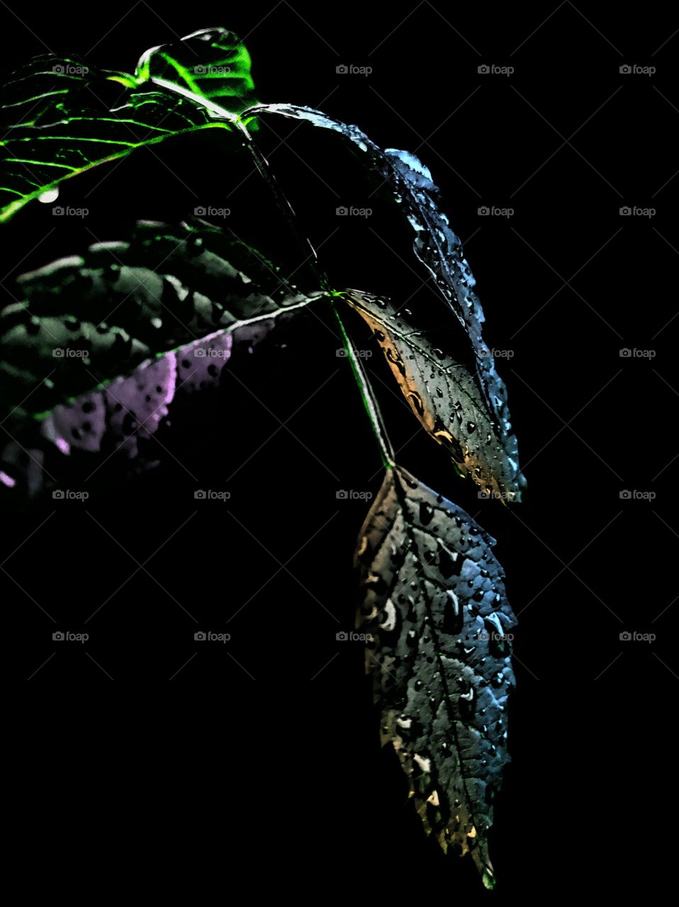 colourful leaves with dark green and lighting on it