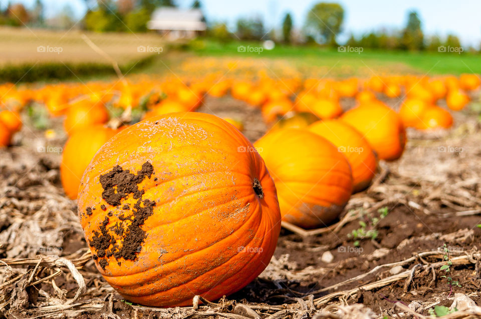 Pumpkin farm