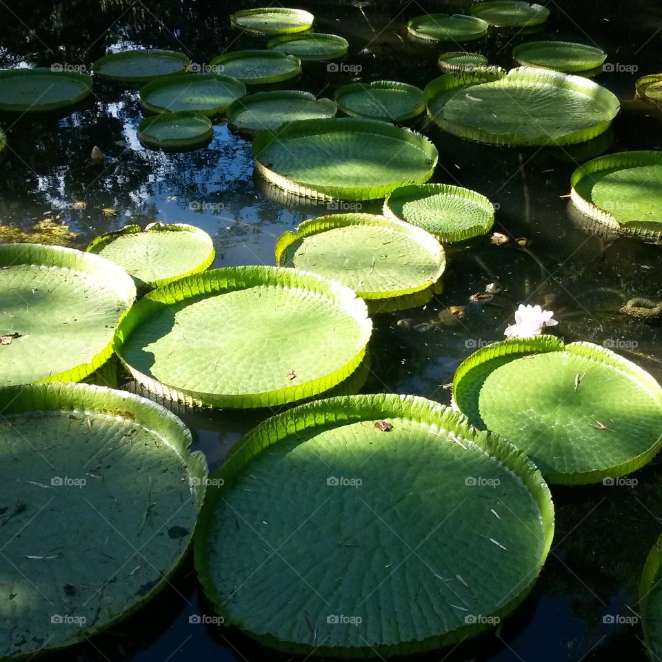 Large lily pads