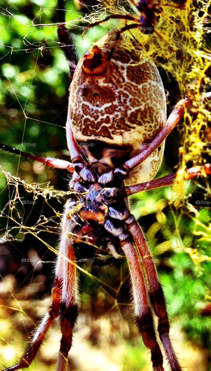 web spider orb arachnid by gdyiudt