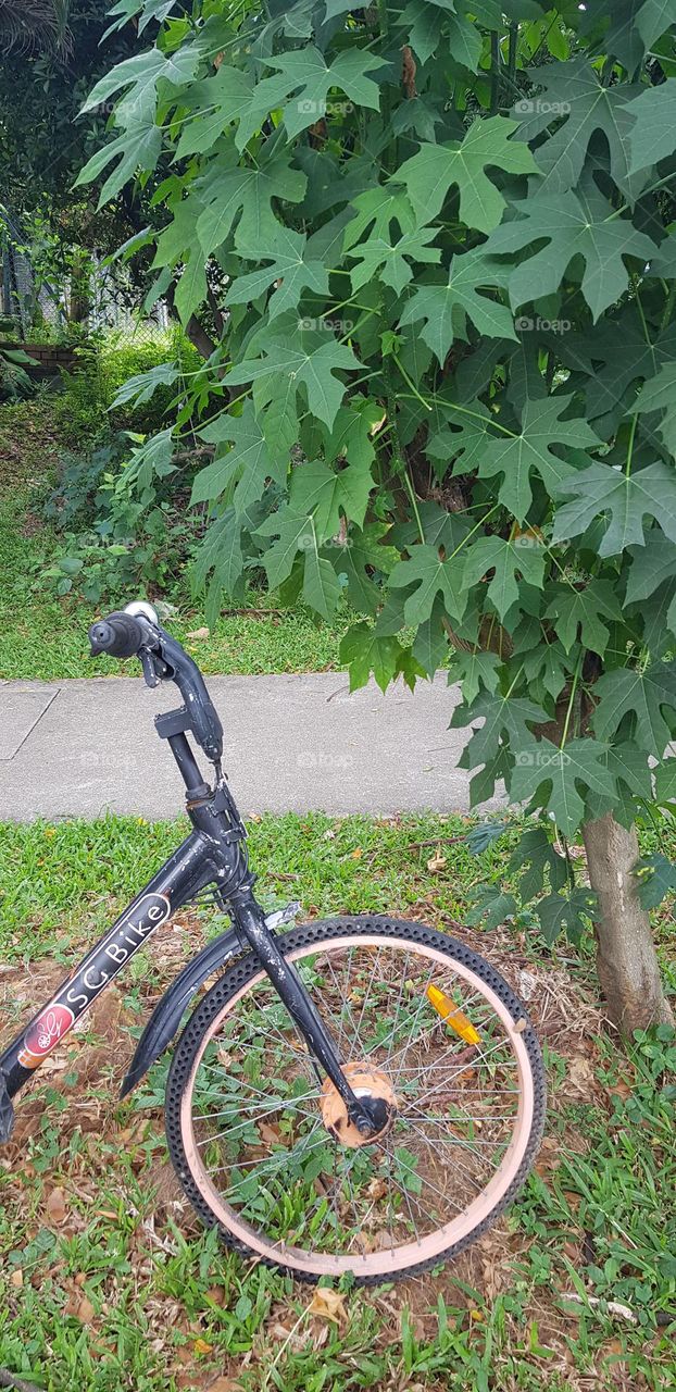 beautiful black bicycle front parts and wheel