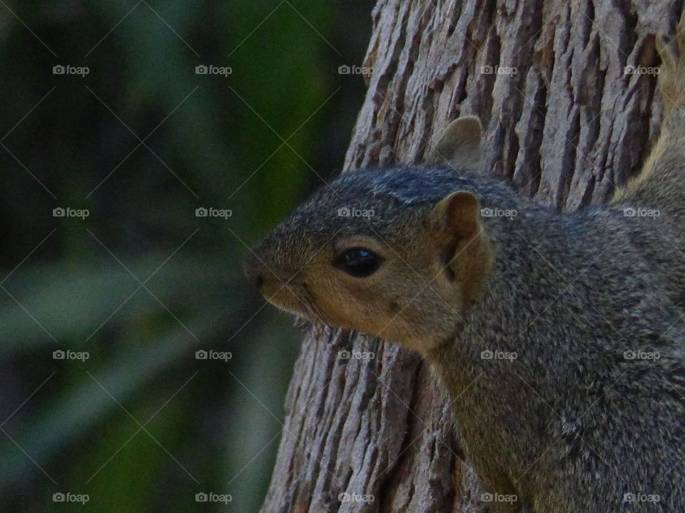 Squirrel looking on