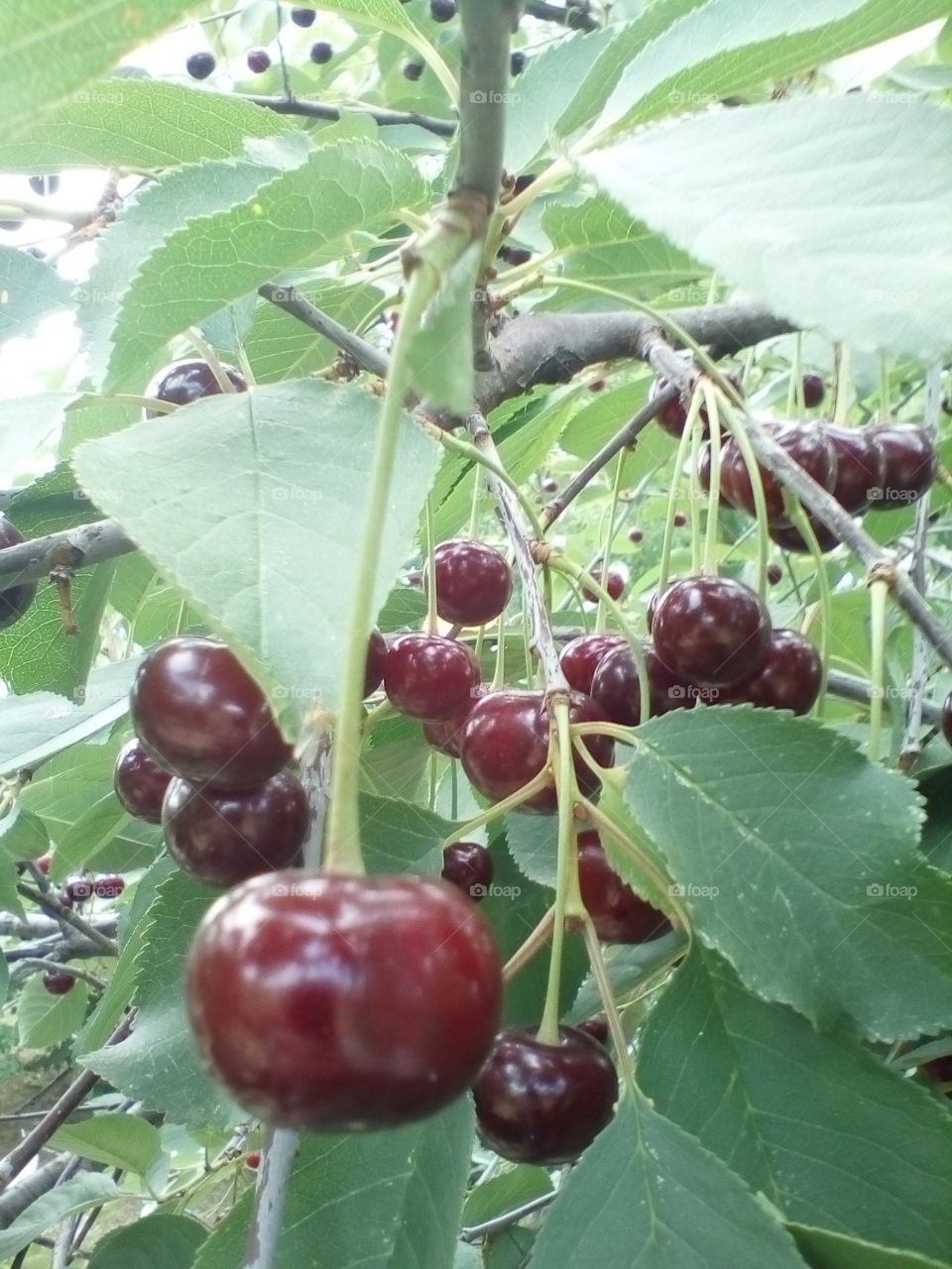 cherry on a branch