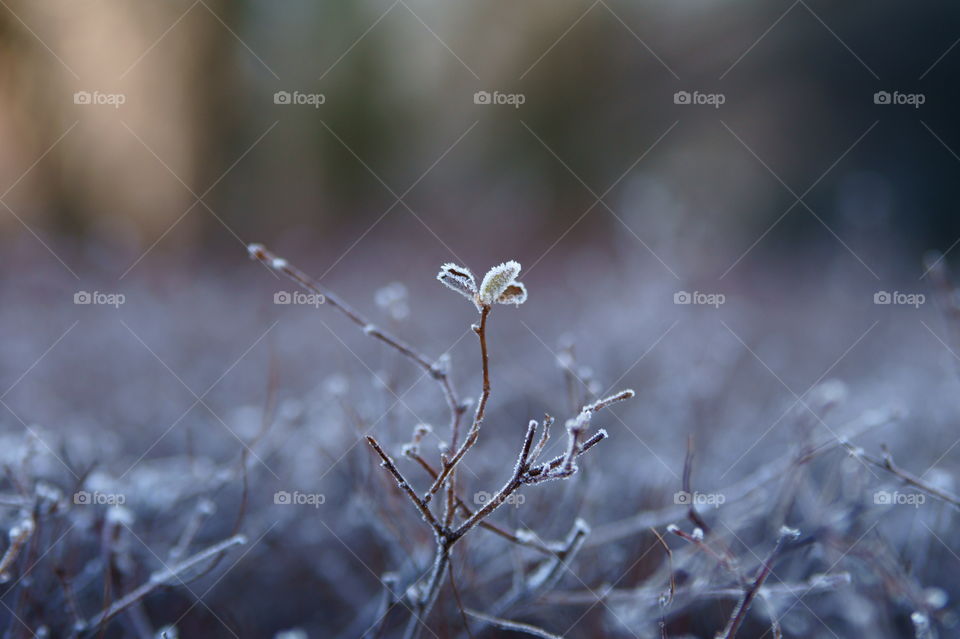 Frosty morning twig