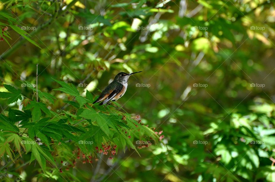 Hummingbird resting