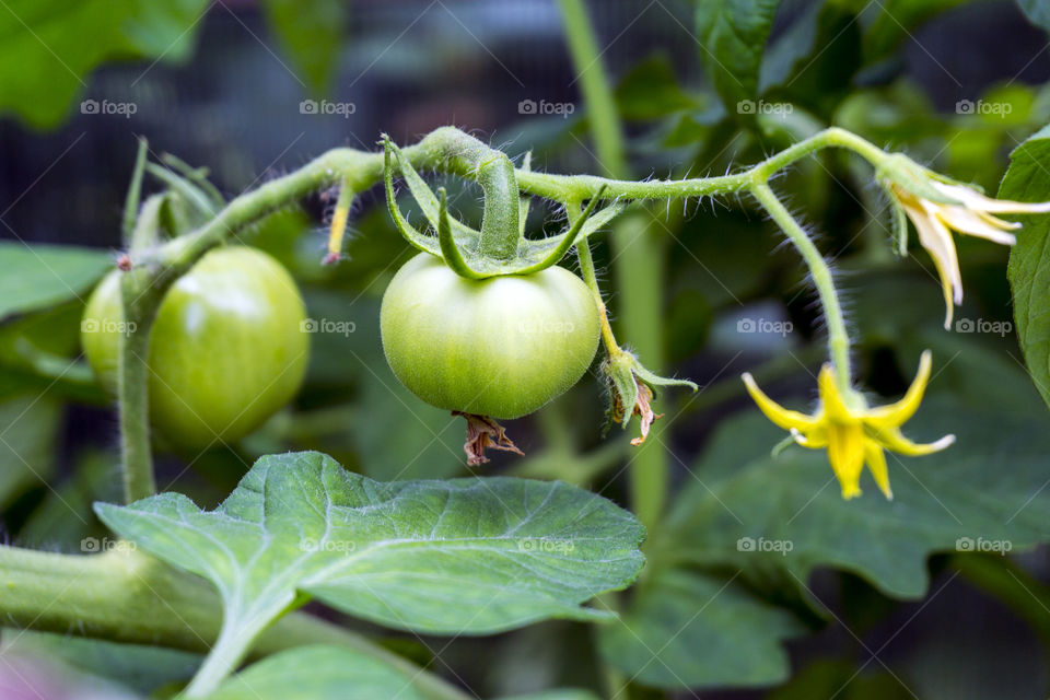 Green tomato with blossom on plant