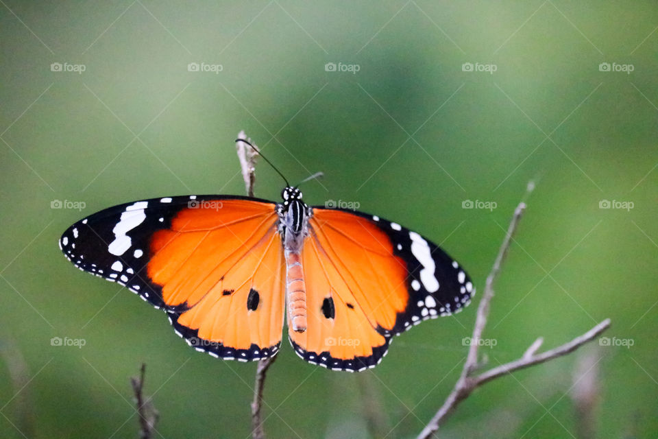 wings butterfly