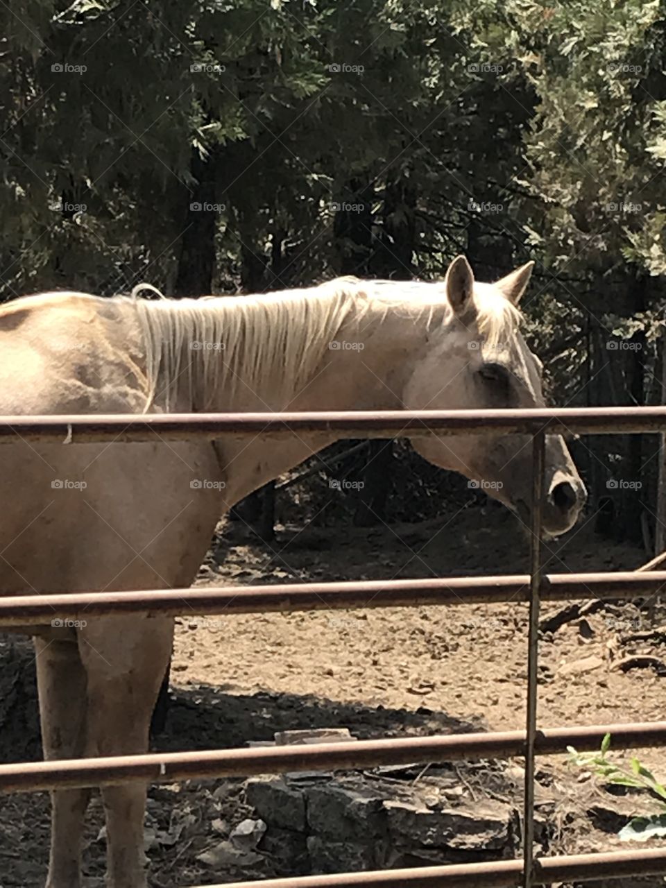 A horse in the corral, seeing what is going on.