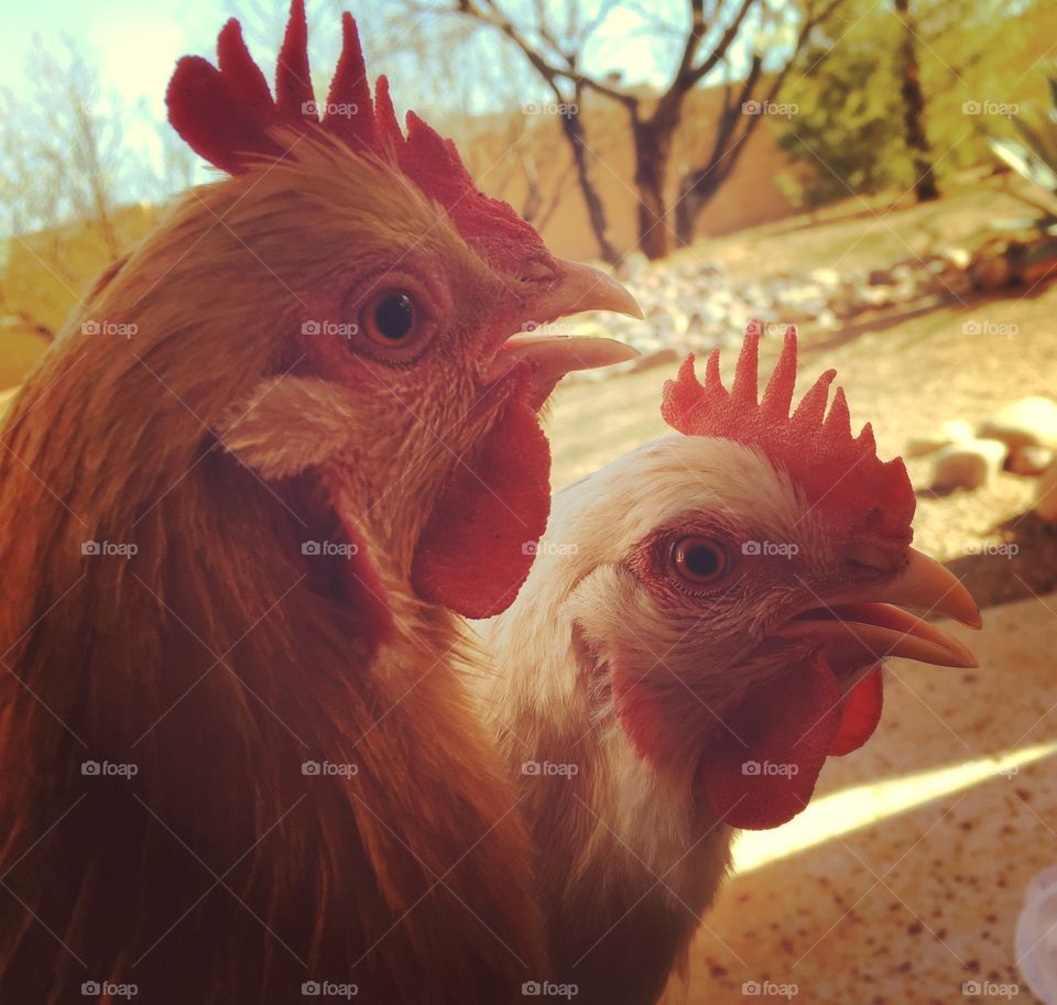 Close up of two adult chickens