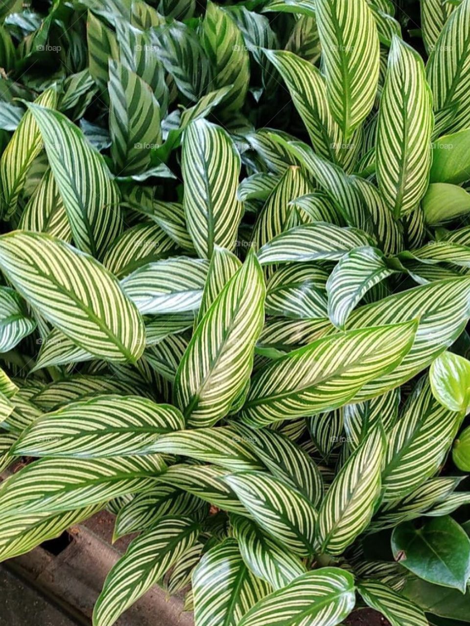 (Calathea)🌿☘️🍀🍃