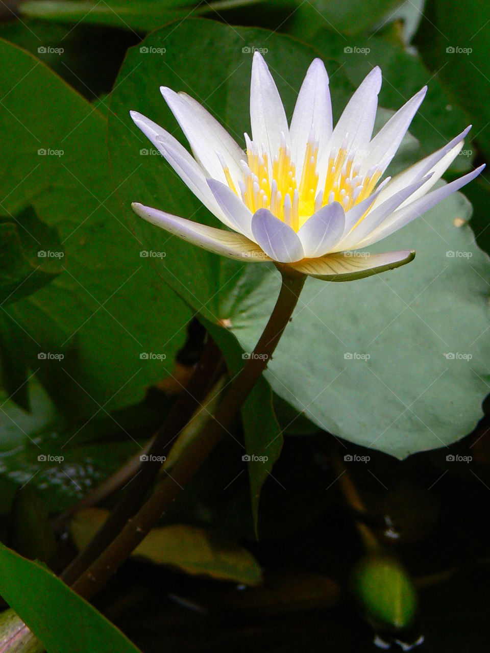 Waterlily emerging from the mud