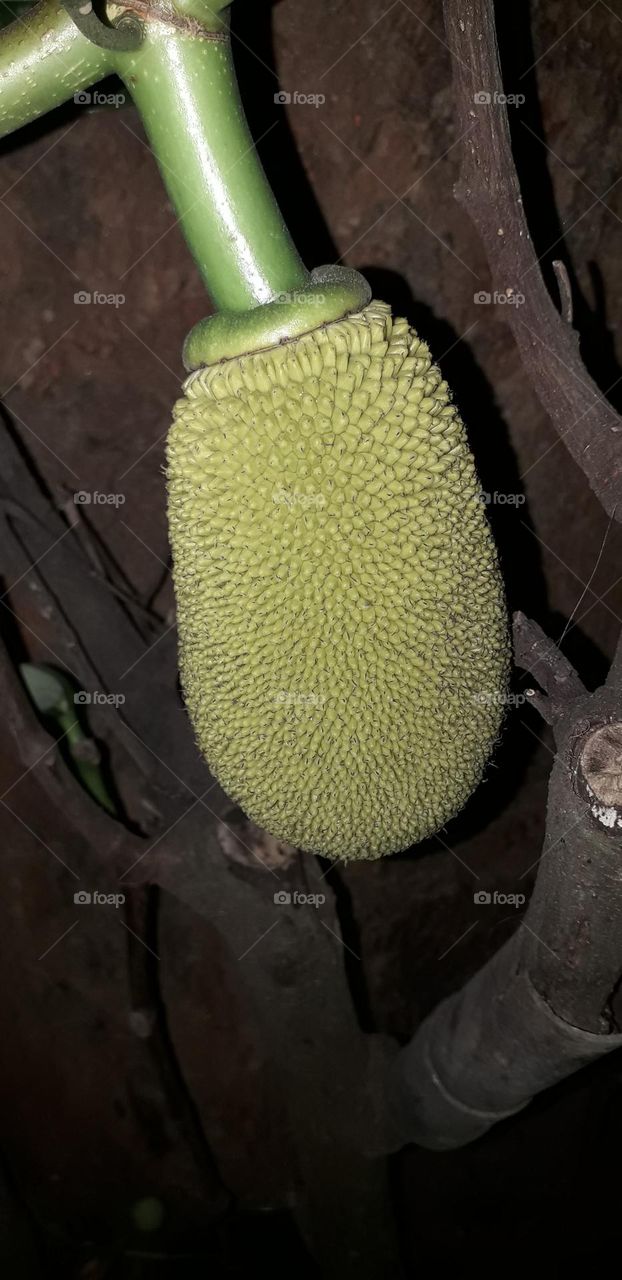 jackfruit