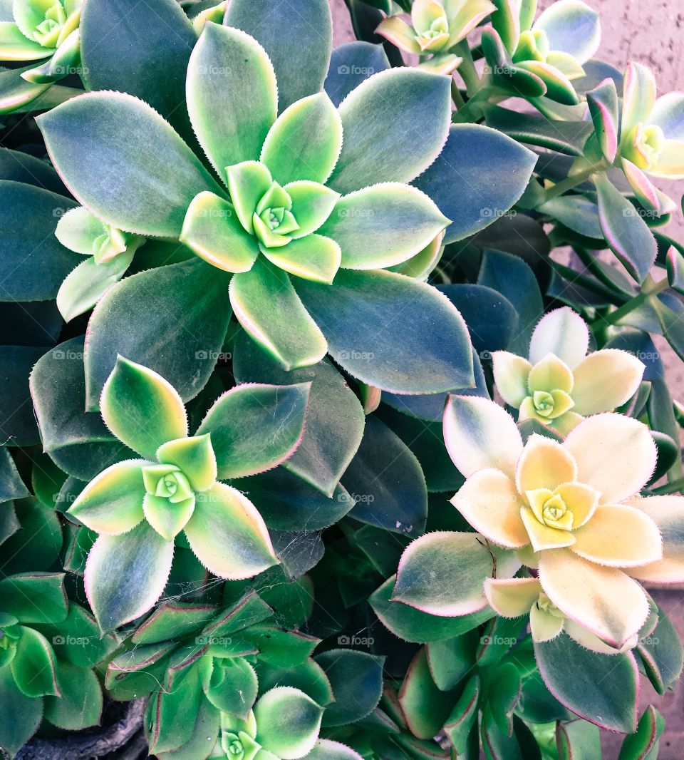 Tropical
Succulents plant bush closeup