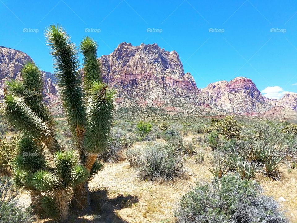 Cactus, Desert, Landscape, Nature, Tree