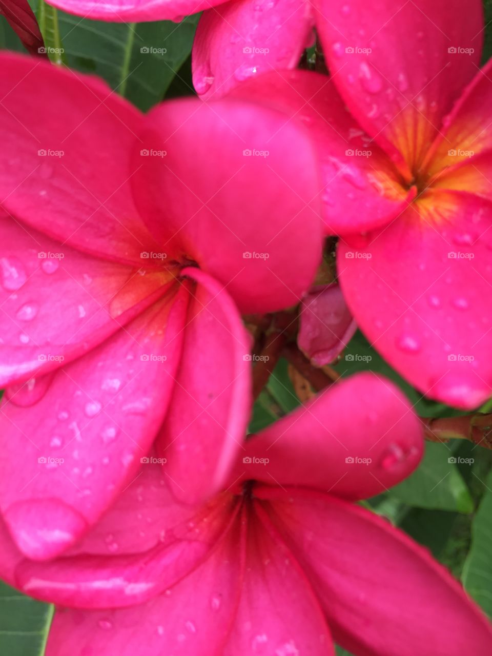 Hot pink flowers with beads of rain