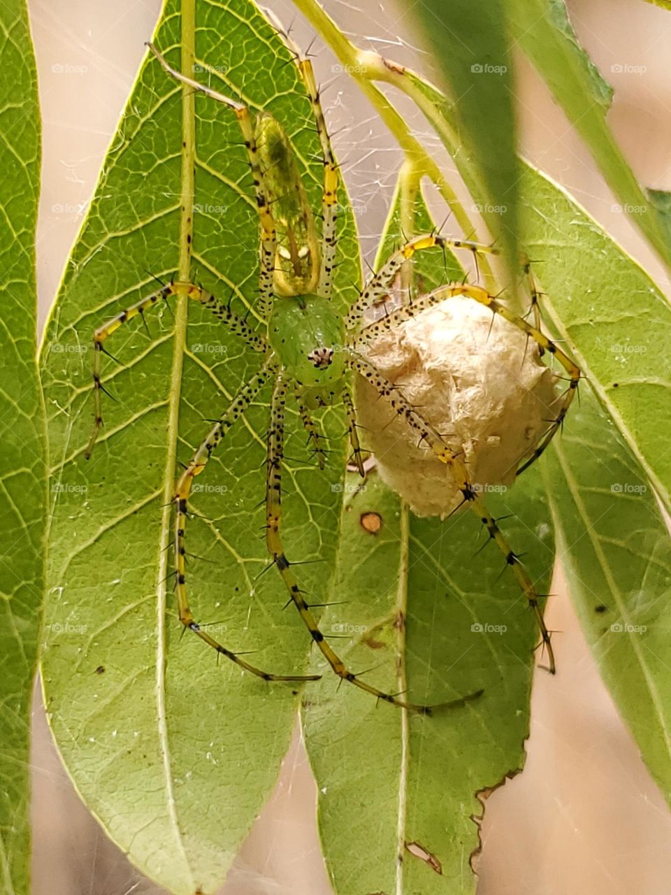 Green spider holding it's egg