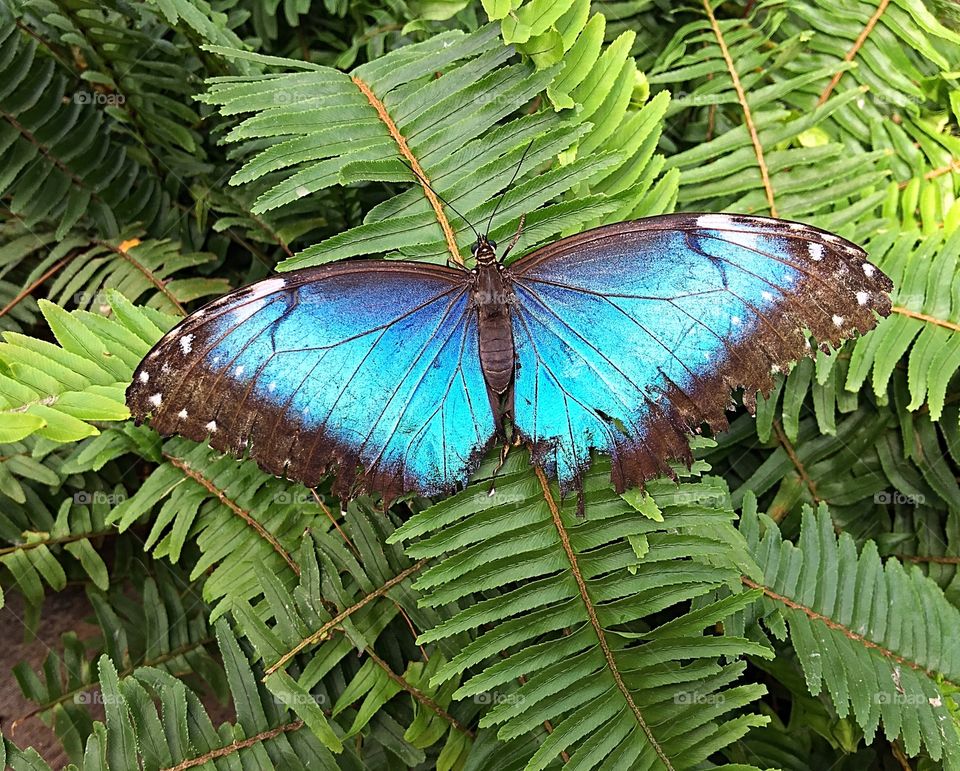 Blue Morpho butterfly.