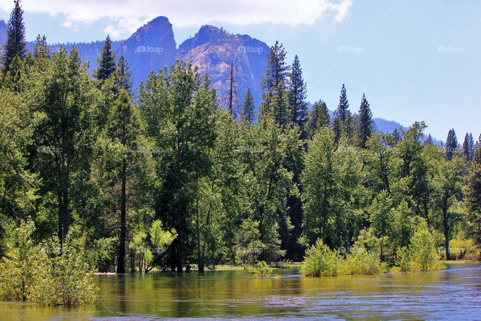 A flooded river flows through forest