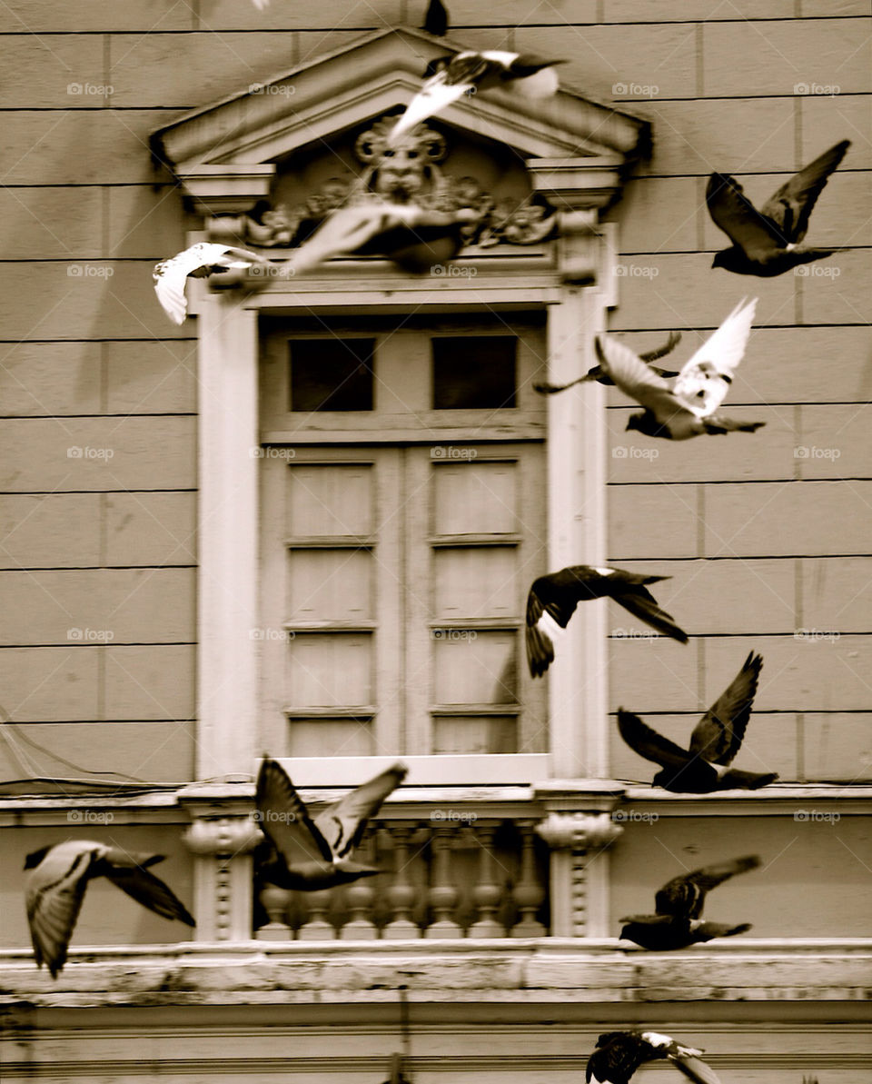 birds art sculpture flight by patrickwilke
