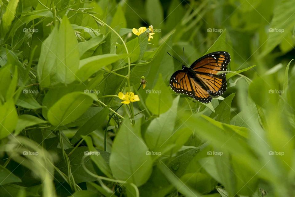 Butterfly flying over plant