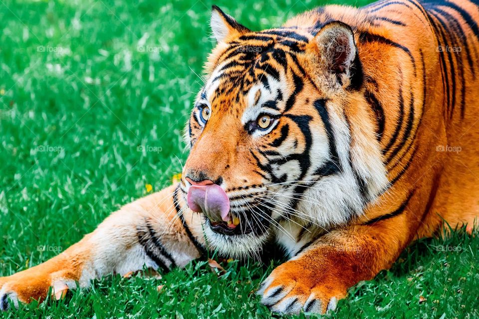 Hungry tiger anticipating a meal.