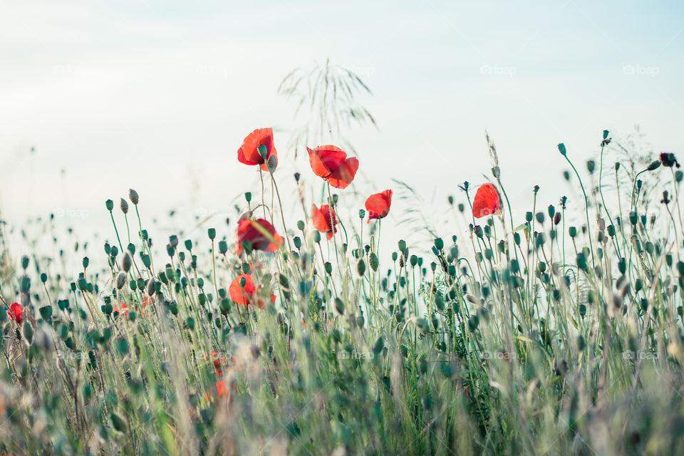 Poppies flowers and other plants in the field. Flowery meadow flooded by sunlight in the summer