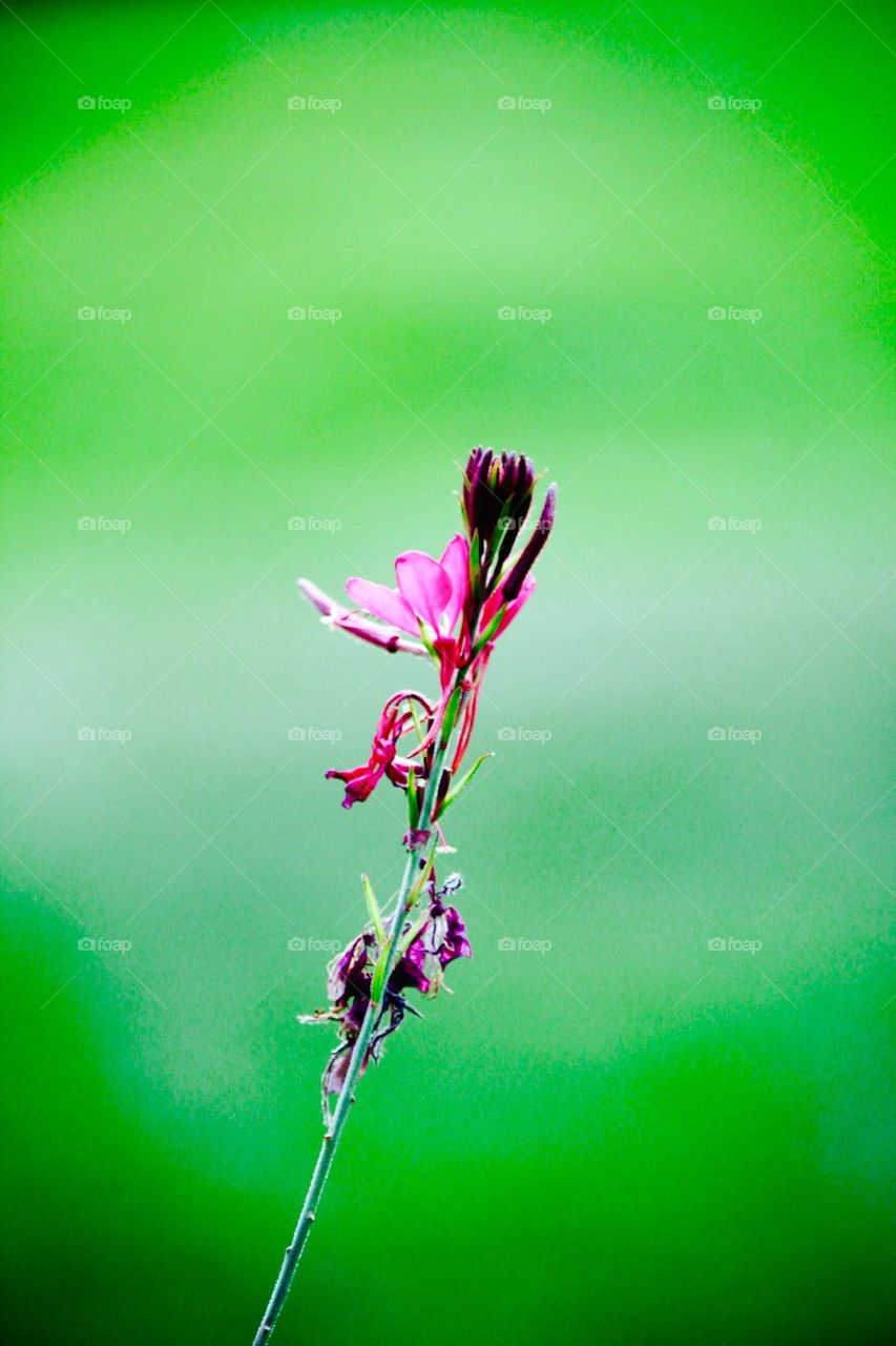 Flower on green background