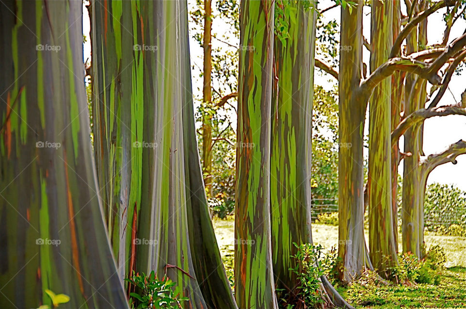 Rainbow tree in Maui, Hawaii on the way to Hana