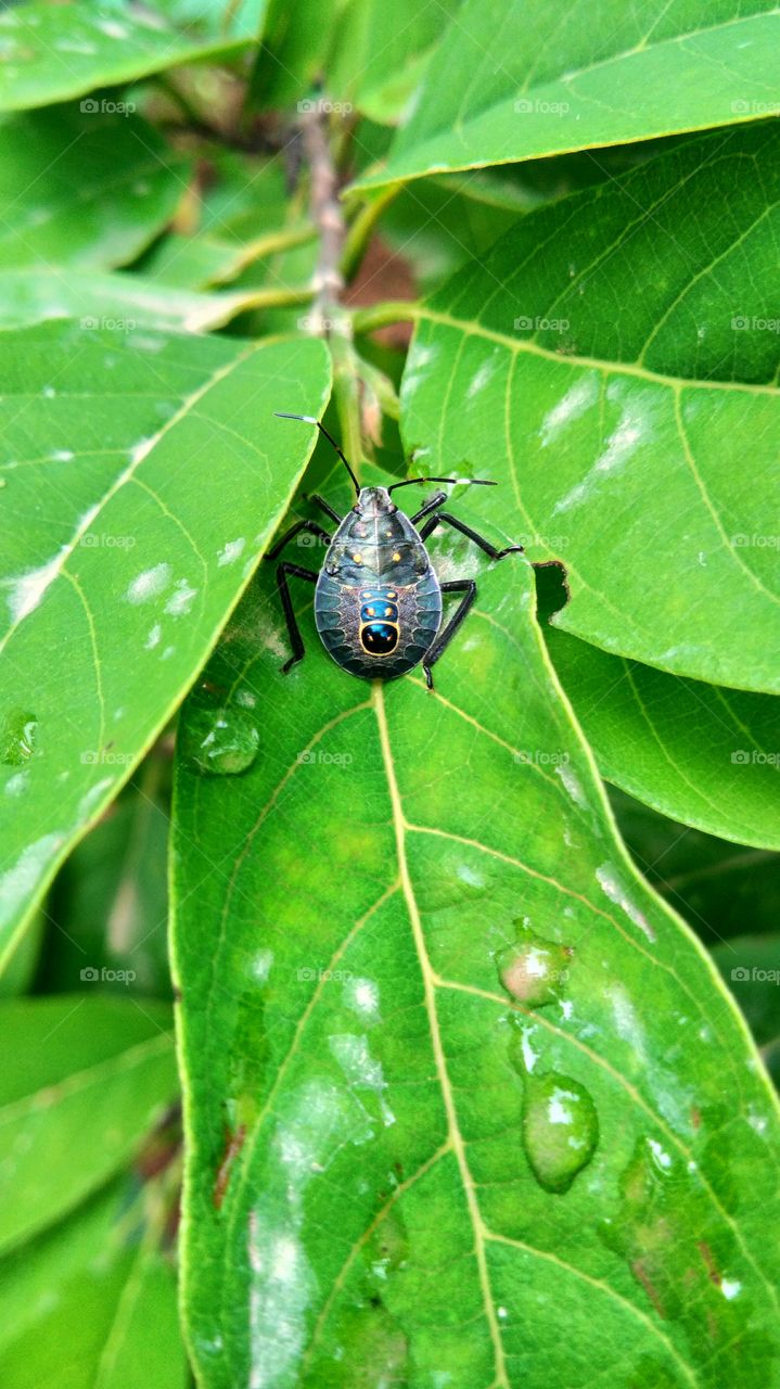 Insect,  Bug,  Beetle Sitting on custard apple leaves.