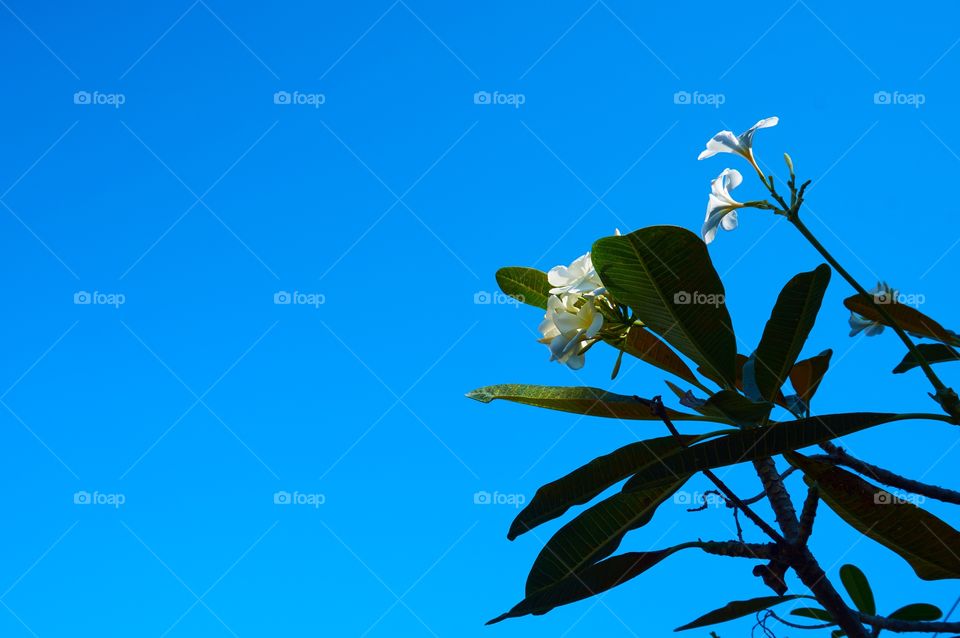 White flowers with blue sky background with copy space 