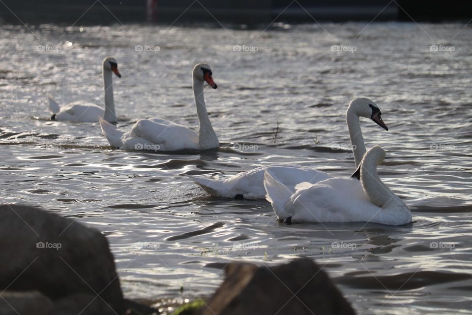 Flock of swans