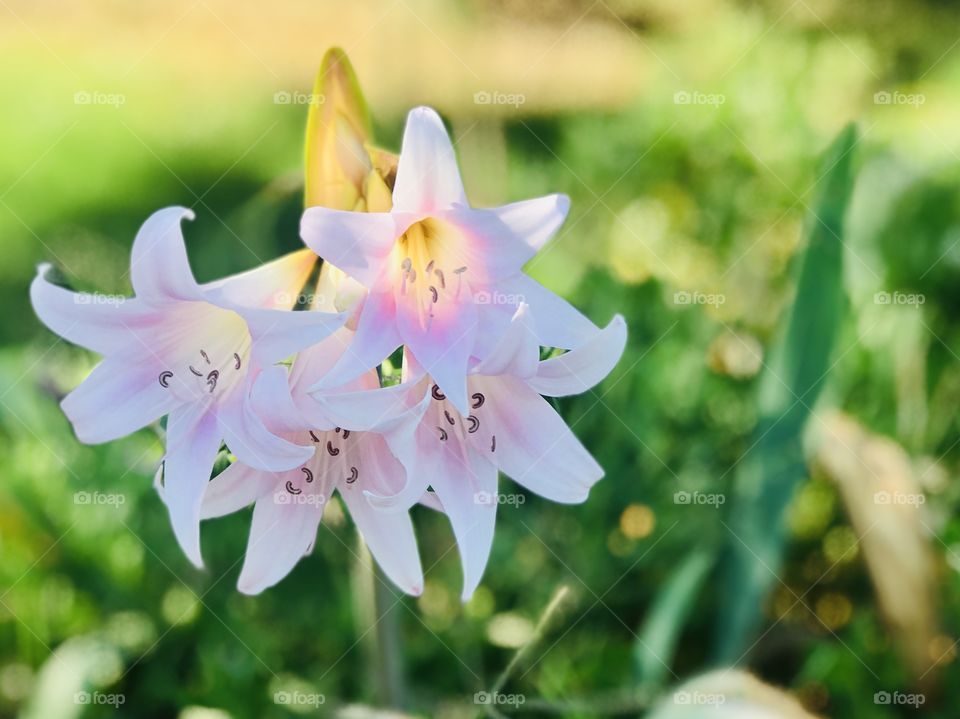 The pink lily in the garden in the summer 