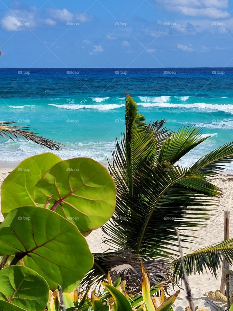 paisaje de mar y vegetación