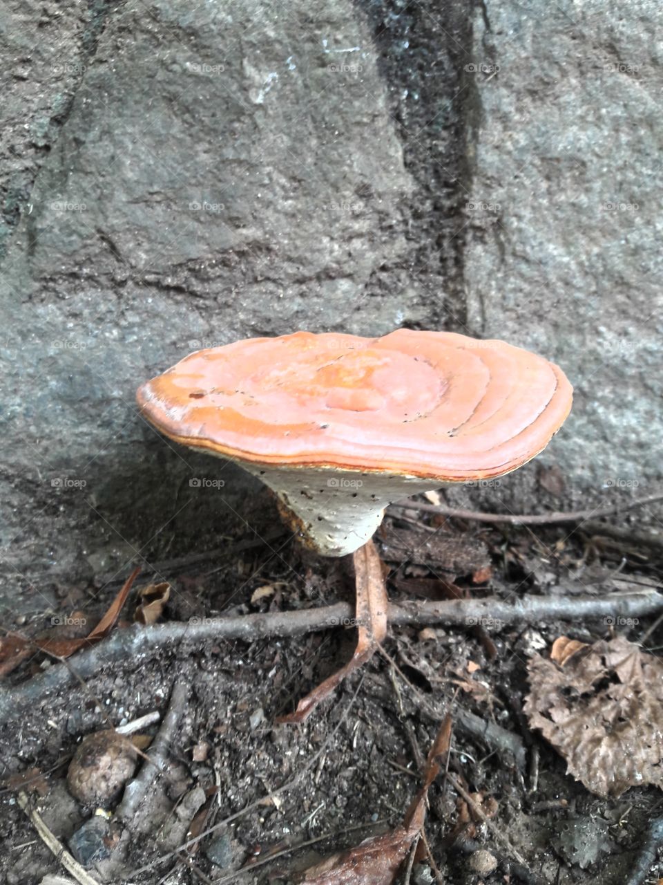 mushroom in wall