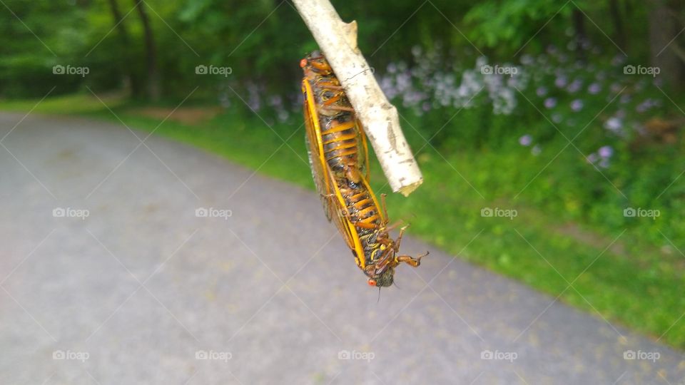 Brood X Cicada mating