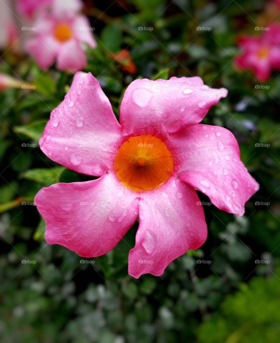 A beautiful pink five petal flower with dew drops