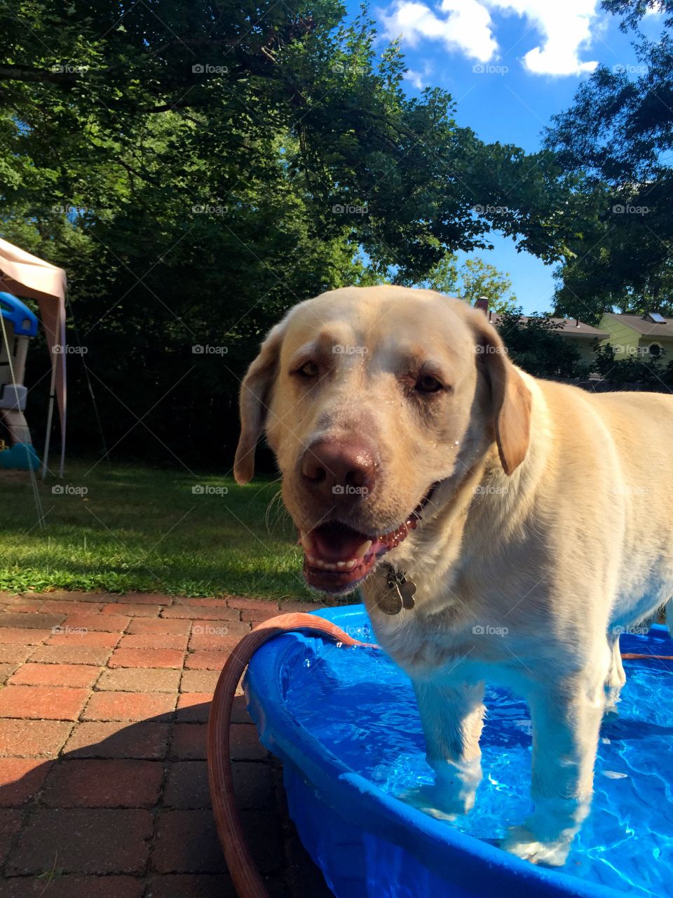 Yellow Labrador 