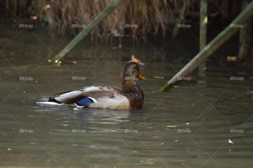 Duck, Bird, Waterfowl, Water, Pool