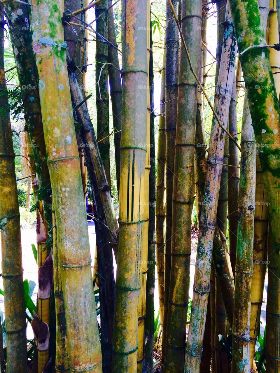 Bamboo