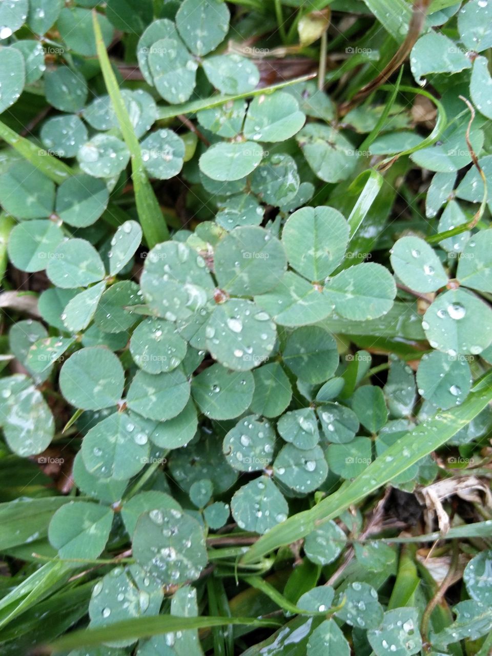 clovers