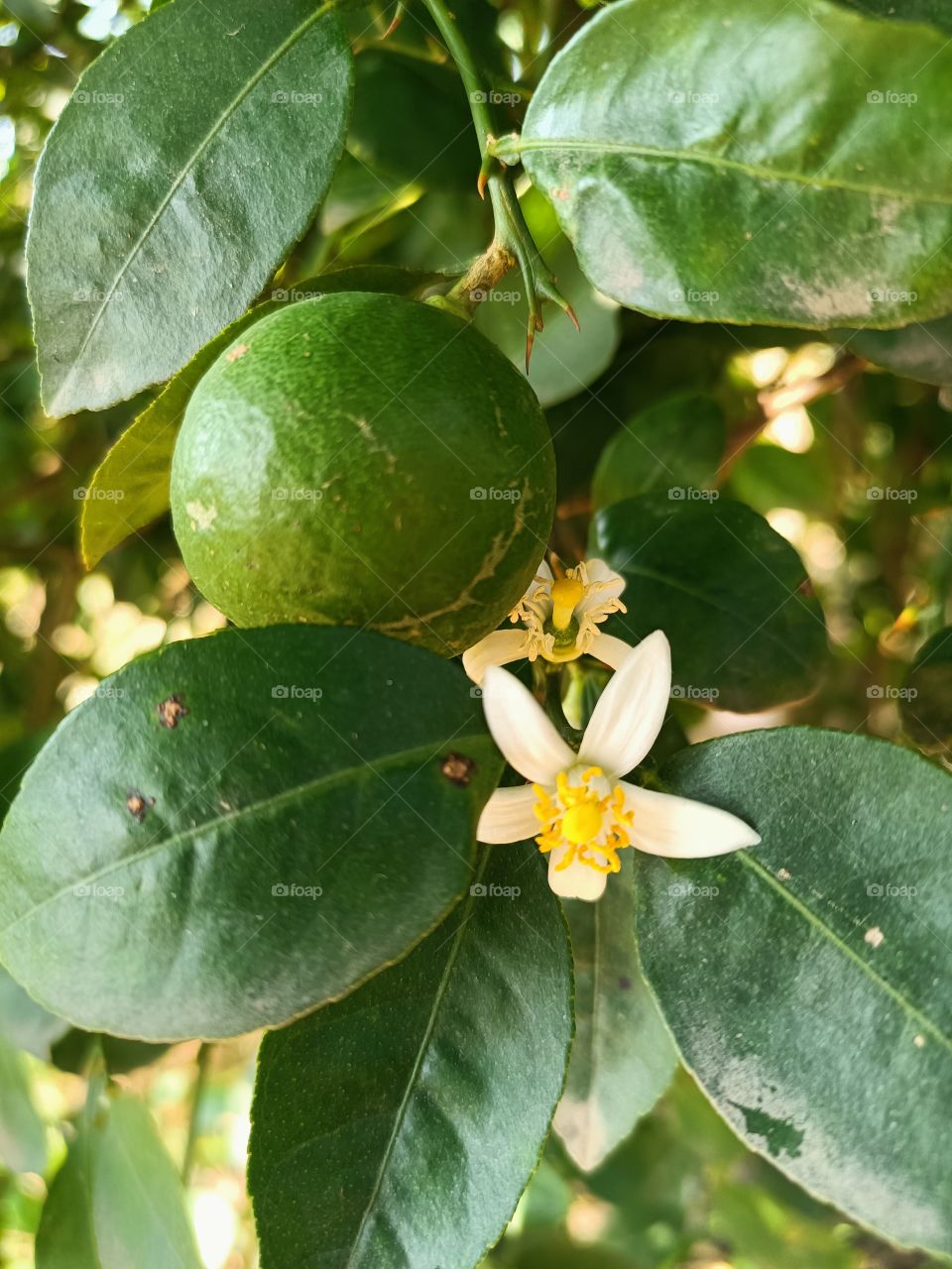lemon plants flower